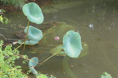 Nelumbo lutea