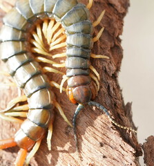 Cormocephalus