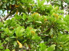 Deplanchea tetraphylla