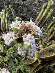 Phacelia ramosissima