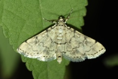 Lamprosema