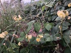 Vigna angularis nipponensis
