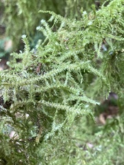 Neckera douglasii