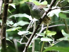 Thryophilus pleurostictus