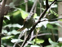 Thryophilus pleurostictus