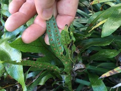 Microsorum pustulatum