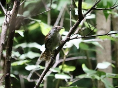 Thryophilus pleurostictus