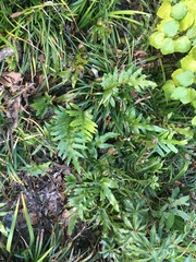 Microsorum pustulatum