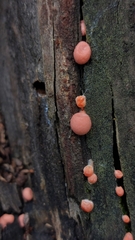 Lycogala epidendrum