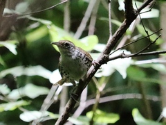 Thryophilus pleurostictus