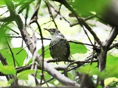 Thryophilus pleurostictus