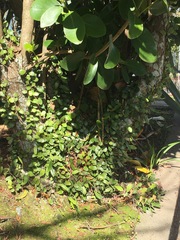 Pyrrosia eleagnifolia
