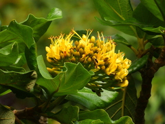 Deplanchea tetraphylla