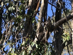 Podargus strigoides