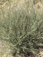Dalea pulchra