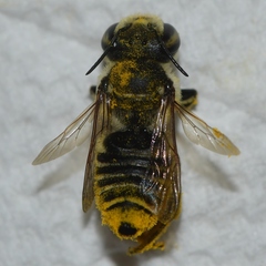 Megachile albitarsis