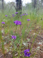 Swainsona behriana
