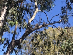 Podargus strigoides
