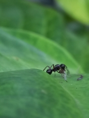 Polyrhachis rastellata