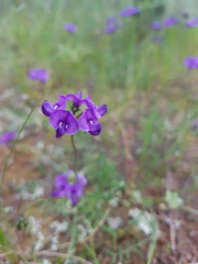 Swainsona behriana