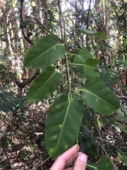Leichhardtia rostrata