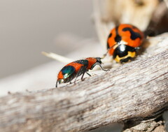 Dicranolaius bellulus