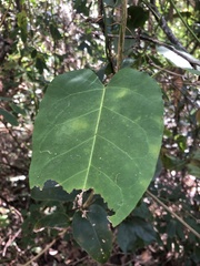 Leichhardtia rostrata
