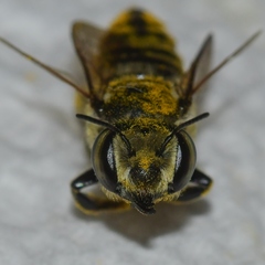Megachile albitarsis