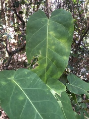 Leichhardtia rostrata