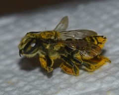Megachile albitarsis
