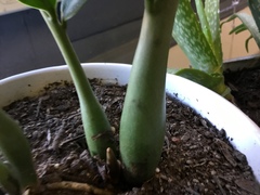 Zamioculcas