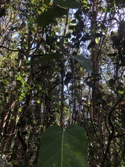 Leichhardtia rostrata