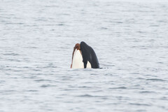 Orcinus orca