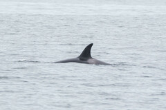 Orcinus orca