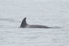Orcinus orca