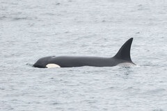 Orcinus orca