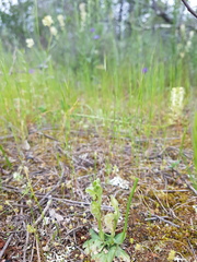 Pterostylis cycnocephala