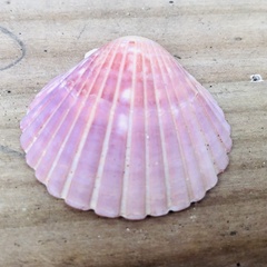 Pecten novaezelandiae