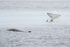 Orcinus orca