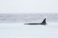 Orcinus orca