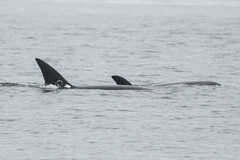 Orcinus orca