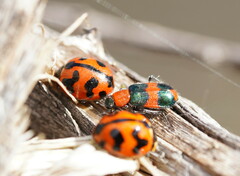 Dicranolaius bellulus