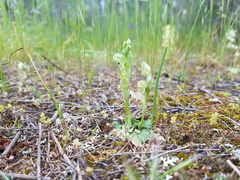 Pterostylis cycnocephala