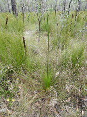Xanthorrhoea johnsonii