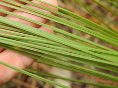 Xanthorrhoea johnsonii