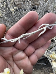 Pseudognaphalium microcephalum