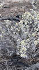 Pseudognaphalium microcephalum