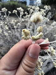 Pseudognaphalium microcephalum