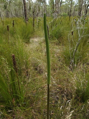 Xanthorrhoea johnsonii