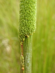 Xanthorrhoea johnsonii